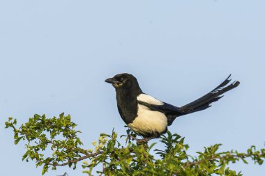 Avrasya saksağan veya ortak saksağan Pica pica pica bir ağaca tünemiş