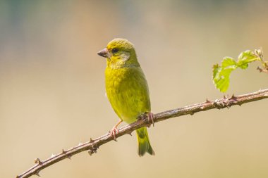 Greenfinch Chloris chloris kuş şarkı