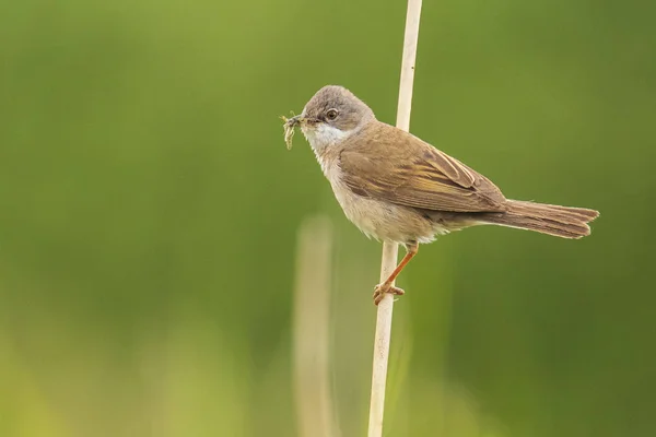 Pájaro de garganta blanca, Sylvia communis, alimentándose en un prado —  Fotos de Stock