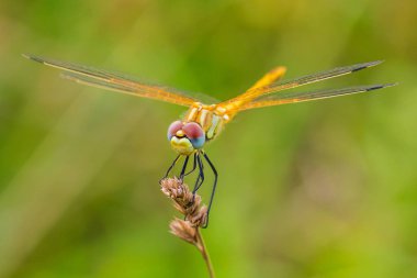 Sympetrum fonscolombii, Kırmızı damarlı darter veya göçebe ve dinlenme