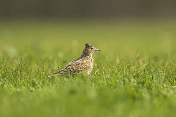 Eurasiático skylark bird Alauda arvensis bird em um prado — Fotografia de Stock