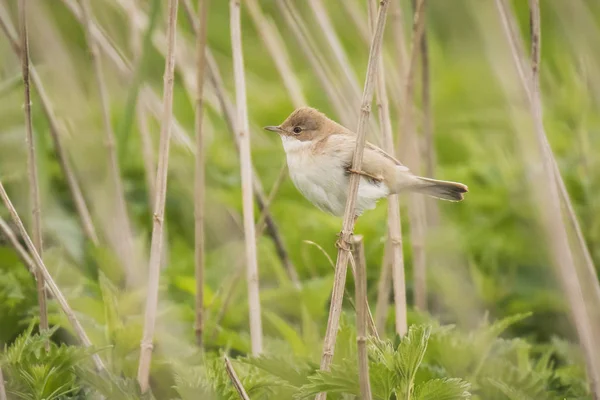 Pájaro de garganta blanca, Sylvia communis, cantando — Foto de Stock