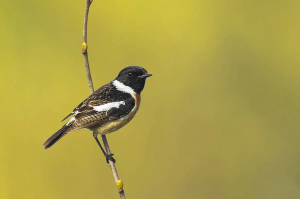 Stonechat male bird , Saxicola rubicola, perching — Stock Photo, Image