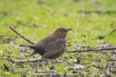 Dişi Karakuş (turdus merula) çayırda yürüyor