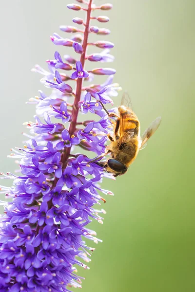 Drohnenflug eristalis tenax Insekt ernährt sich an einem sonnigen Tag — Stockfoto