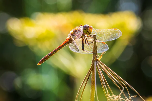 Sympetrum striolatum Común Darter posando de cerca — Foto de Stock