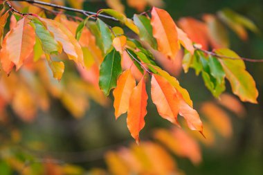 Sonbahar ormanı renkli yapraklar gün ışığında kapanıyor