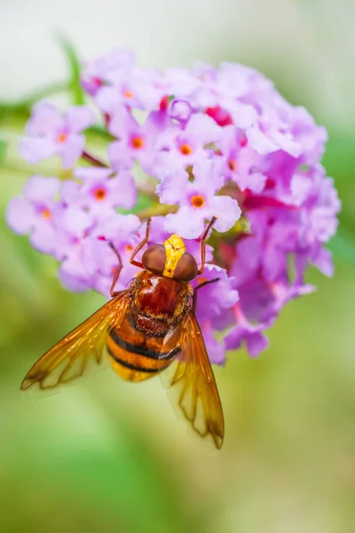 Volucella zonaria, imitacja szerszeni, żywienie się purpurowym Buddem — Zdjęcie stockowe