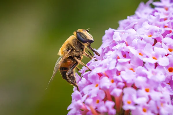 Drone fly Eristalis tenax polinização de insetos em um dia ensolarado — Fotografia de Stock