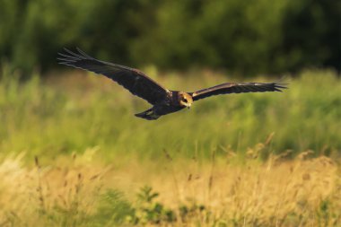 Batı marsh harrier, sirk aeruginosus, avcılık
