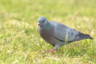 Vahşi güvercin Columba Livia Evcilleştirilmiş yeşil bir çayıra