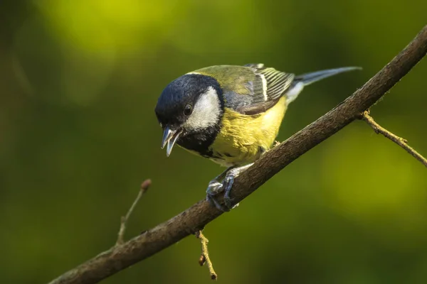 Parus jelentős nagy cinege madár Vértes — Stock Fotó