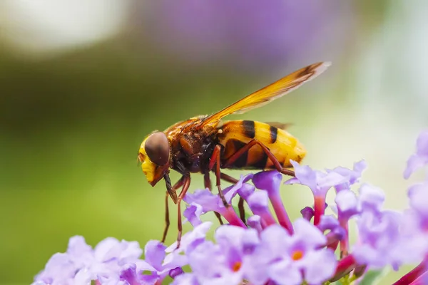 Volucella zonaria, hornet imitar hoverfly, alimentando-se de Budd roxo — Fotografia de Stock