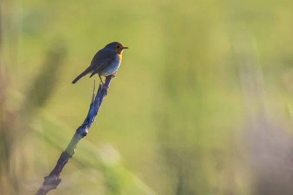 Европейская птица-малиновка (Erithacus rubecula) — стоковое фото