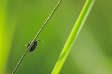 Tatlı bir küçük kızılağaç yaprak böceği, agelastica alni, böcek cl