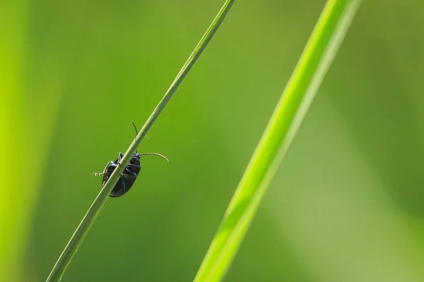 一个小的阿尔德叶甲虫特写镜头, 龙叶虫, 昆虫 cl — 图库照片