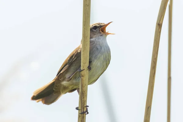 Cetti 's warbler, cettia cetti, bird singing and perched — стоковое фото