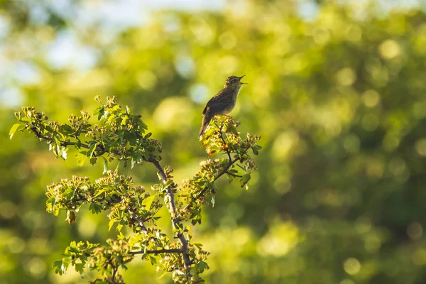 Cantando comum gafanhoto warbler pássaro Locustella naevia acasalamento — Fotografia de Stock