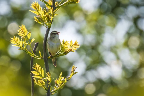 Euroasijské reed pěnice Acrocephalus scirpaceus ptačí zpěv v re — Stock fotografie