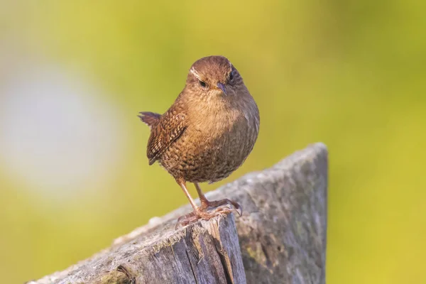 Eurasie Wren oiseau (Troglodytes troglodytes) affichage, chantant un — Photo