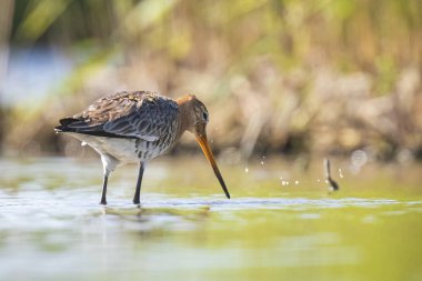 suda kara kuyruklu godwit Limosa Limosa yem