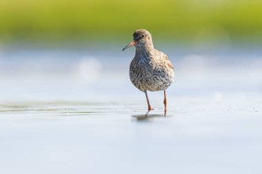 ortak redshank tringa totanus wading kuş
