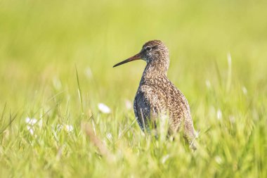 ortak redshank (tringa totanus) tarım arazileri