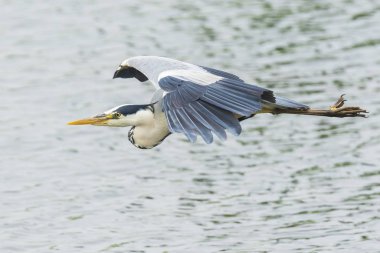 Büyük mavi balıkçıl Ardea herodias uçan