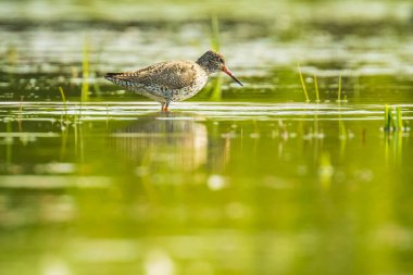 ortak redshank tringa totanus wading kuş