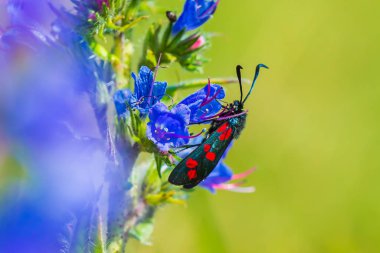 Altı noktalı burnet kelebeği Zygaena filipendulae, p üzerinde tozlaşıyor