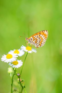 Melitaea didyma, kırmızı bantlı fritillary veya benekli fritillary butte.