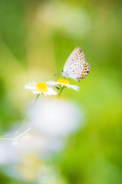 Polyommatus escheri, Escher mavi, dinleniyor.