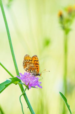 Melitaea didyma, kırmızı bantlı fritillary veya benekli fritillary butte.