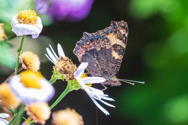 Aglais urticae küçük kaplumbağa kabuğu kelebek yan görünümü kapalı wi