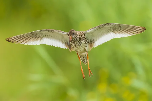 Comune redshank tringa totanus wader bird in volo — Foto Stock