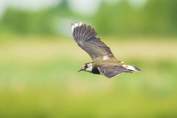 Primer plano de un lapwing del norte, Vanellus vanellus, pájaro en vuelo — Foto de Stock