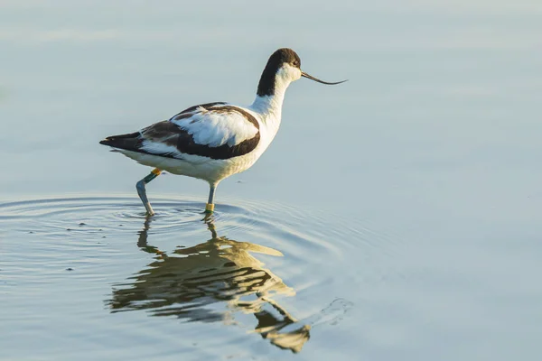 Avocetta pied, recurvirostra avosetta, — Foto Stock