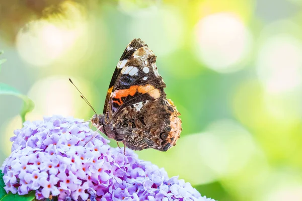 Vanessa atalanta, Red Admiral butterfly, feeding nectar from a p