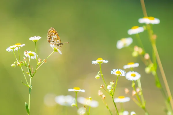 Provenzalischer Schmetterling — Stockfoto