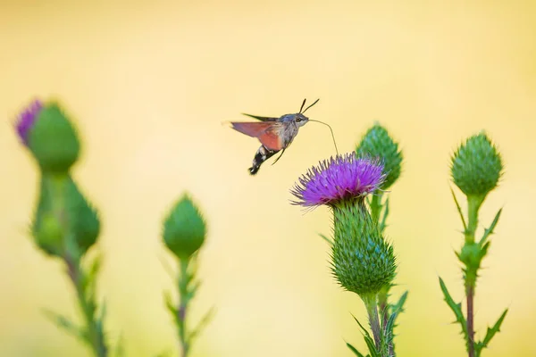 Macroglossum stellatarum hummingbird hawk-moth feeding on purple