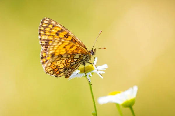 Melitaea deione provençal fritillary butterfly — ストック写真