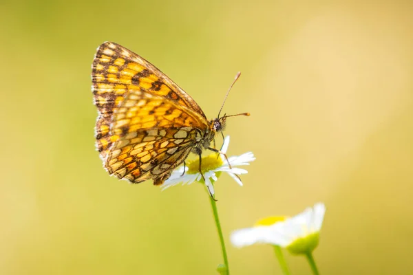 Melitaea deione provençal fritilláris pillangó — Stock Fotó