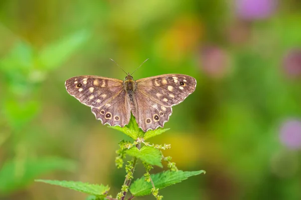 Papillon en bois moucheté Pararge aegeria vue de dessus — Photo