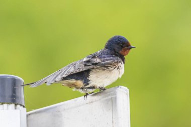 Closeup dinlenme kırlangıcı Hirundo rustica