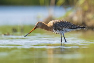suda kara kuyruklu godwit Limosa Limosa yem