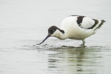 Pied Avocet, Recurvirostra avosetta, yem