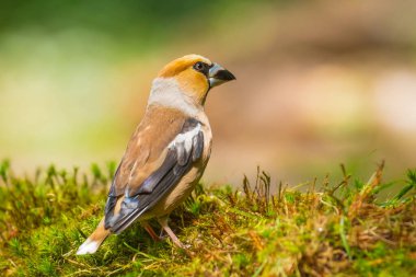 Bir erkek hawfinch Coccothraustes coccothraustes songbir yakın çekim