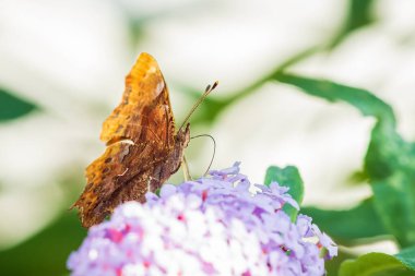 Virgül kelebek Polygonia c-albüm mor buddlja çiçekler