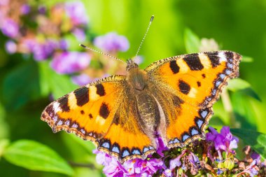 Aglais urticae küçük kaplumbağa kabuğu kelebek üst görünümü izole b