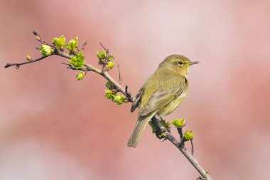 Willow ötleğen kuşu, Phylloscopus trochilus, şarkı